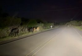 Colisão de carro em animal deixa mulher ferida na AL 110, em Penedo