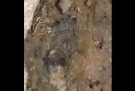 Vídeo: Moradores reclamam de vazamento e desperdício de água no bairro Boa Vista