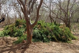 Polícia encontra plantação com cerca de 5 mil pés de maconha em Mata Grande