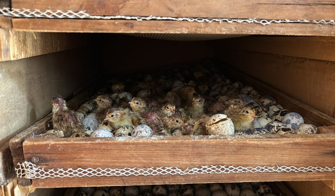 Cerca de 400kg de carne e ovos de codorna são apreendidos em avícola de Arapiraca; FPI flagrou vazamento de chorume e água imprópria para consumo no local