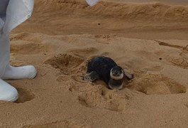 VÍDEO: Pinguim é resgatado com vida na Praia do Gunga, em Roteiro