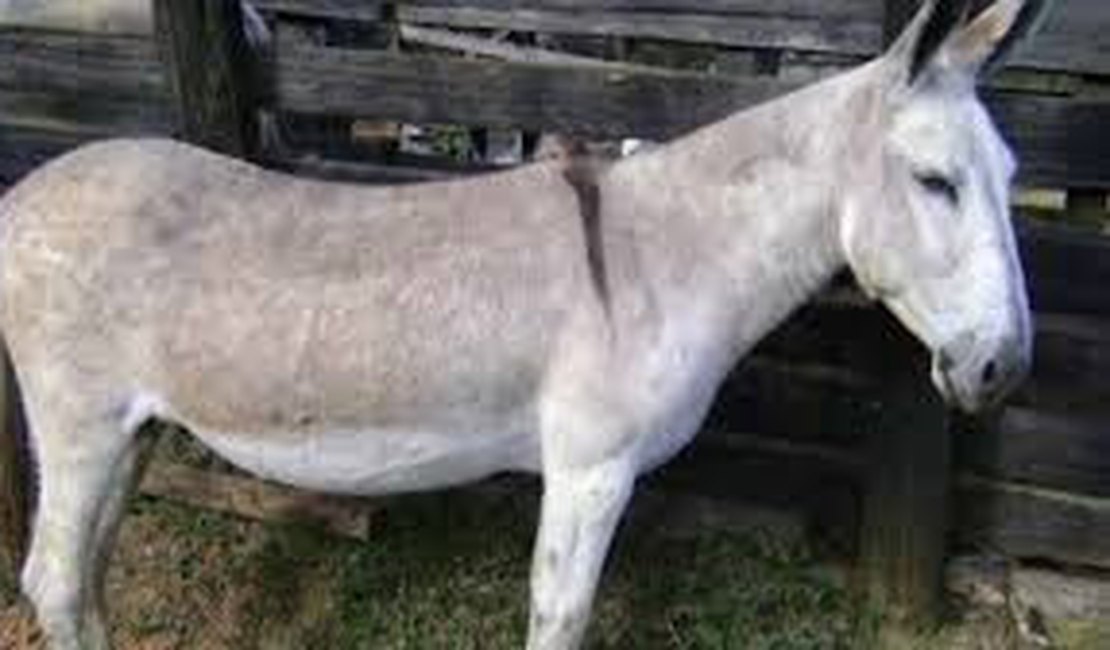 Mulher denuncia série de estupros contra jumentas em cidade no interior do Ceará: 'Eu não aguento mais'