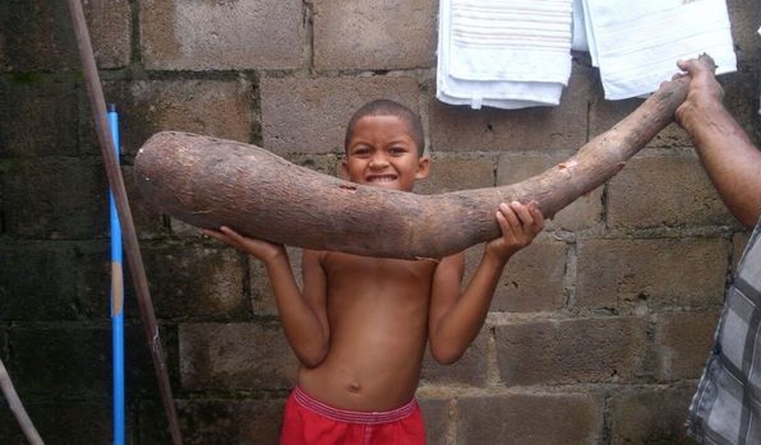 Agricultor colhe macaxeira 'gigante' no interior de Alagoas