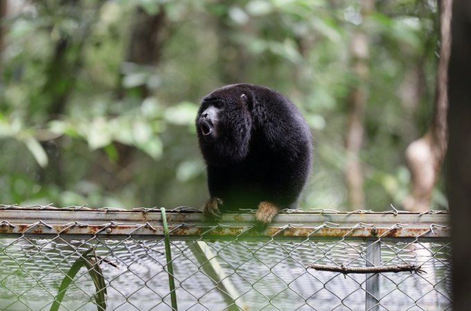 Após período de adaptação, guaribas-de-mãos-ruivas ganham liberdade em reserva ambiental em Coruripe