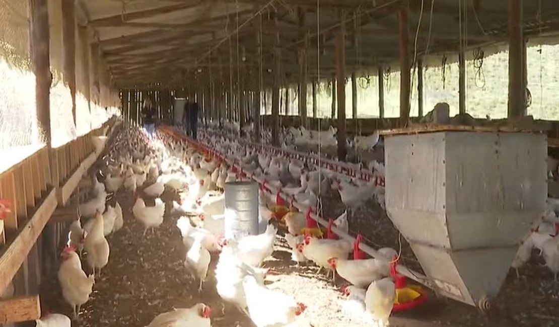 China suspende proibição de importações relacionada à gripe aviária no Brasil