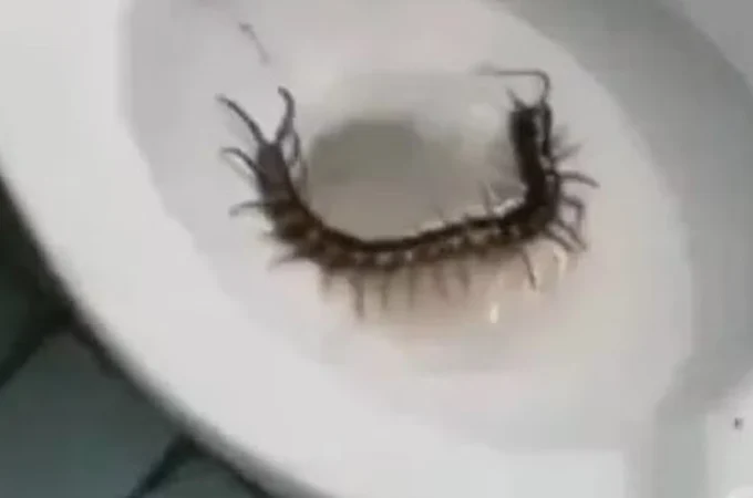 Turista encontra lacraia gigante antes de se sentar em vaso sanitário em hotel
