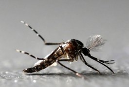 Febre amarela: risco de Aedes aegypti transmitir é baixo, dizem especialistas