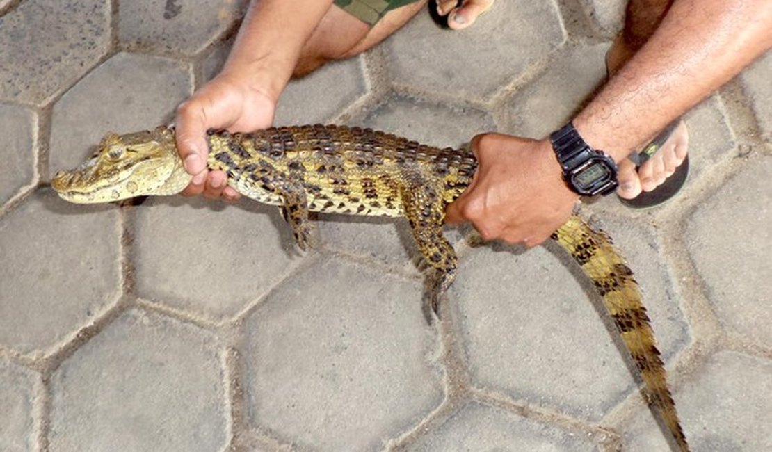 Filhote de jacaré é capturado em Residencial de Arapiraca