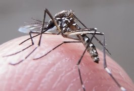 Zika: saiba quais os repelentes mais indicados contra o mosquito Aedes aegypti