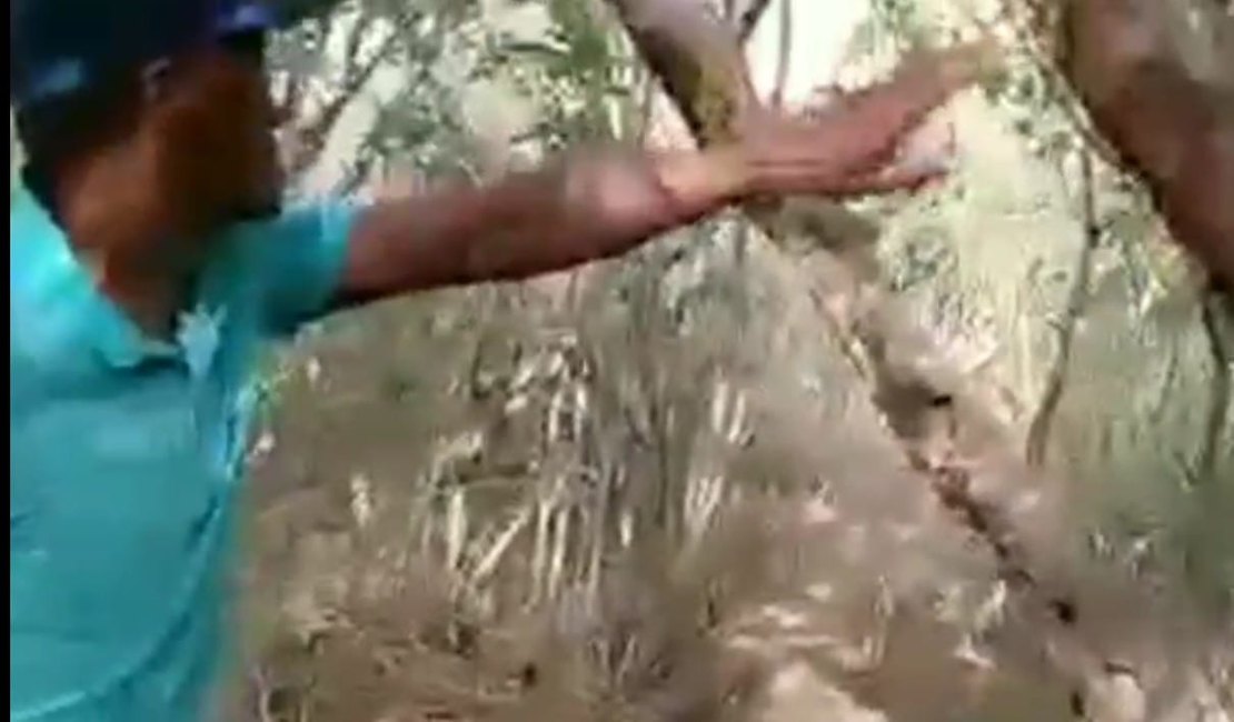 Vídeo. Homem morre durante pega de boi no Sertão de Alagoas