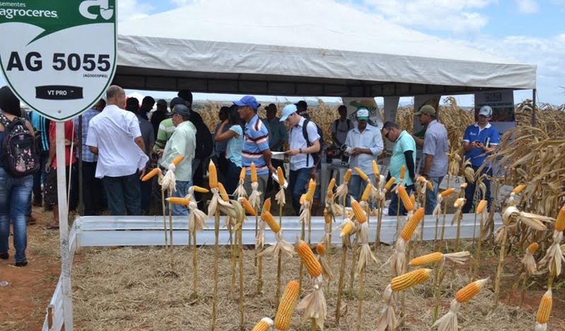 Incentivo a produção de milho anima Indústrias e Agricultores em Arapiraca