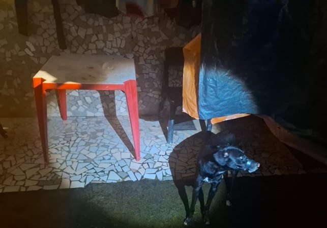 Polícia Militar prende suspeito de vedar boca de cachorro com fita isolante em Maceió