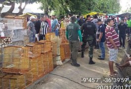 Operação apreende dezenas de pássaros e fecha abatedouro clandestino