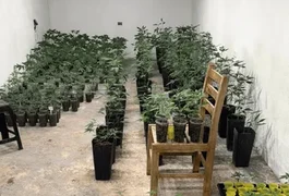 Fantástica fábrica de drogas: polícia estoura estufas de maconha