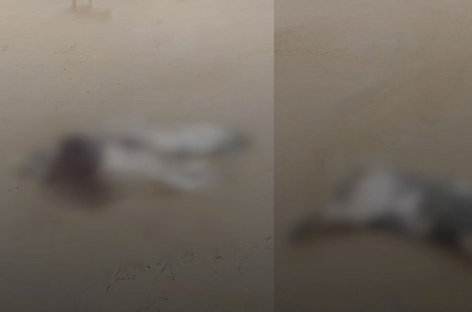 Elefante-marinho é encontrado morto em Alagoas e caso levanta suspeitas sobre causa da morte