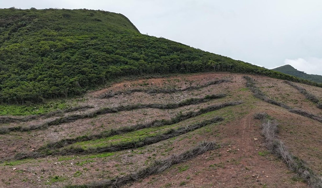 Fiscalização localiza área desmatada equivalente a cerca de 800 campos de futebol entre Traipu e Batalha