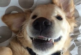 Foto de cachorro com aparelho ortodôntico viraliza na internet