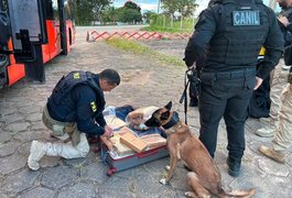 Passageiro de ônibus interestadual é preso com 31,4 kg de maconha na BR-101 em São Sebastião