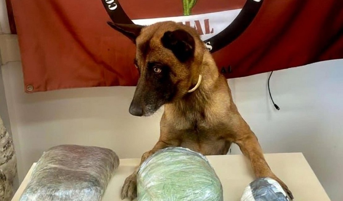 PM apreende drogas e arma de fogo em ações em Jaramataia e Colônia Leopoldina