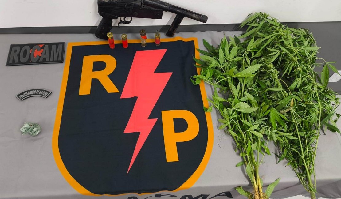 PM encontra plantio de maconha e apreende drogas e munições em dois municípios alagoanos