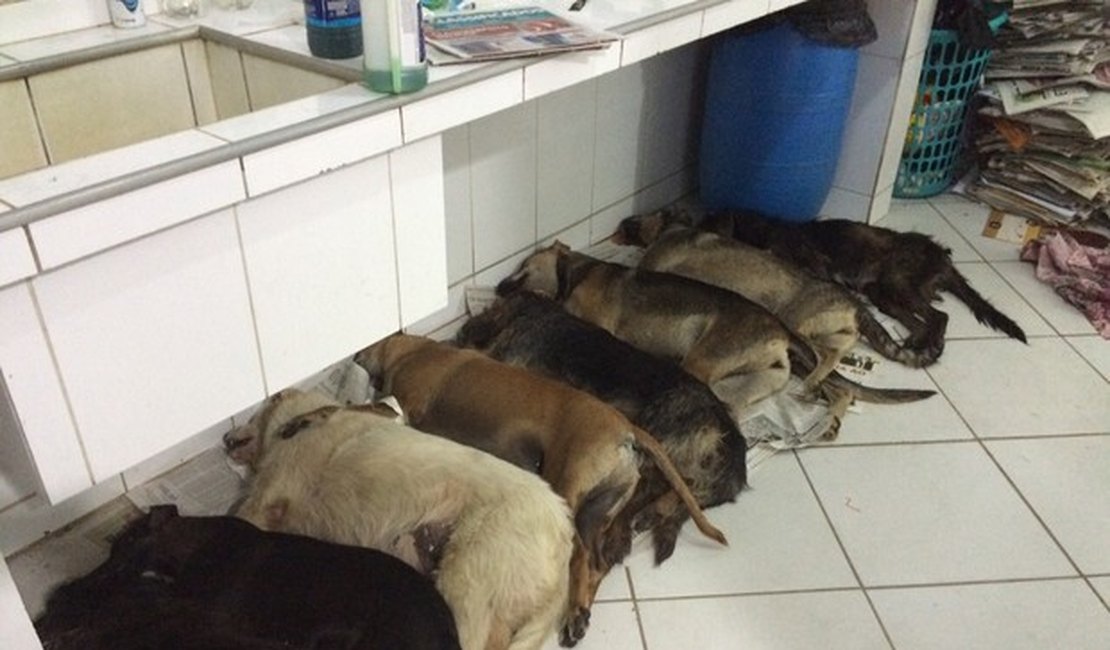 Polícia Civil investiga morte de animais por envenenamento em Maceió