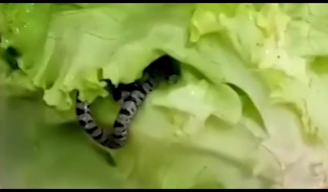 Vídeo. Cozinheira de lanchonete encontra cobra em pé de alface