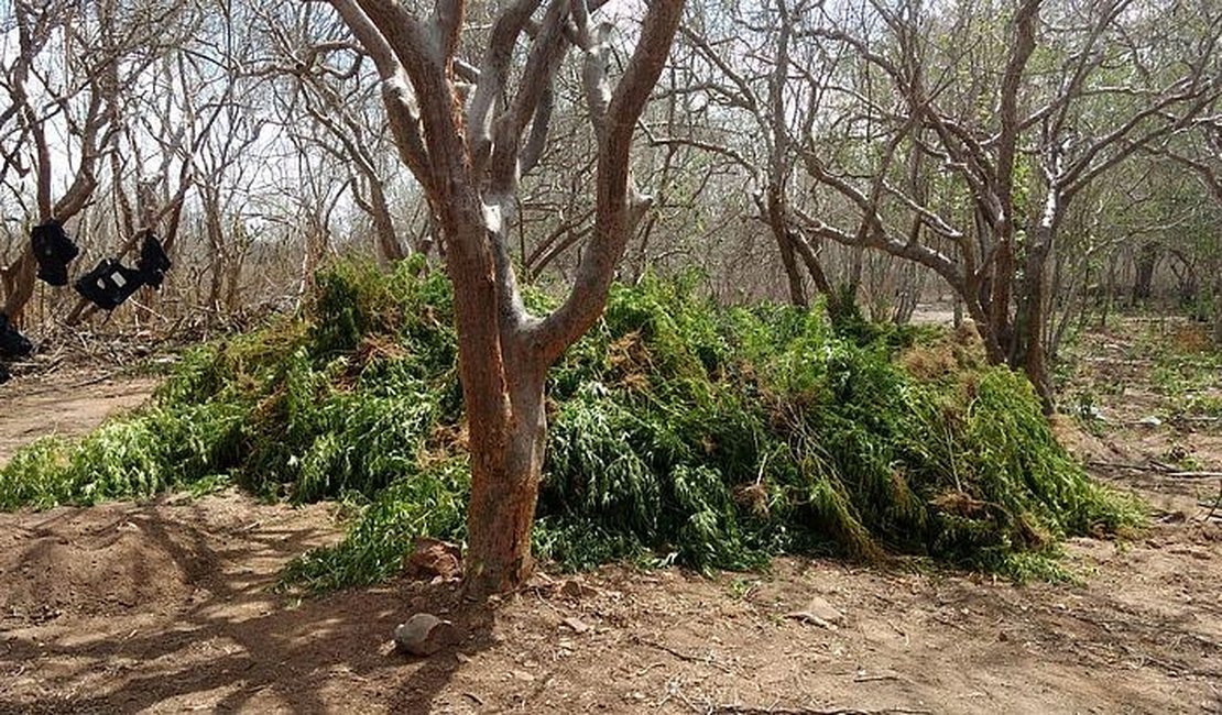 Polícia encontra plantação com cerca de 5 mil pés de maconha em Mata Grande