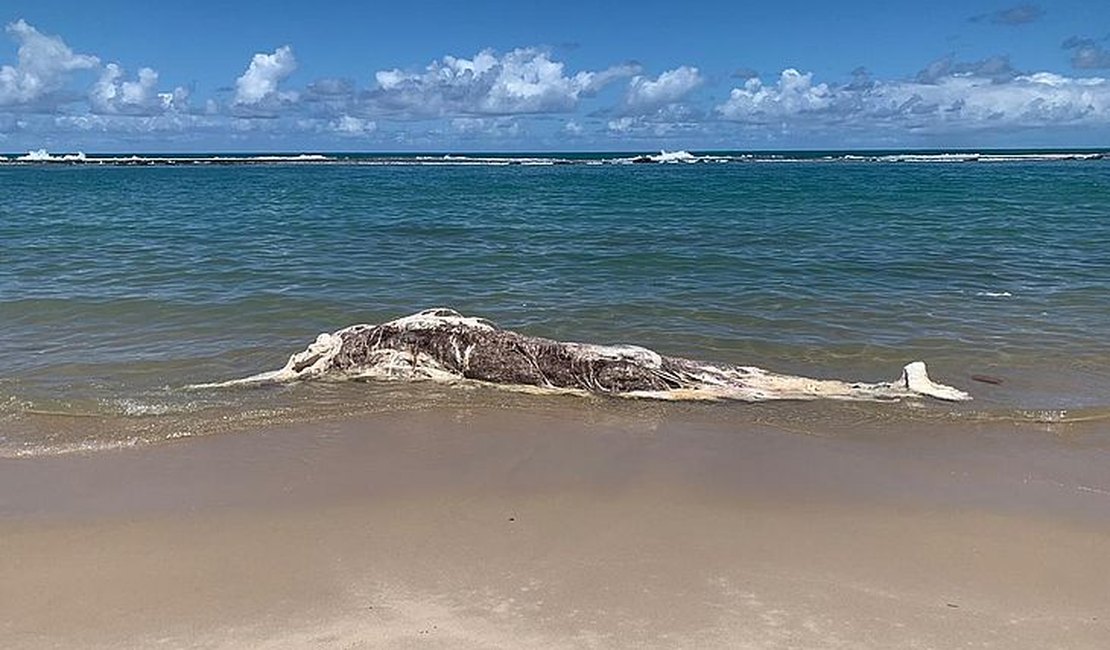 Baleia em avançado estado de decomposição é encontrada na praia da Barra de São Miguel
