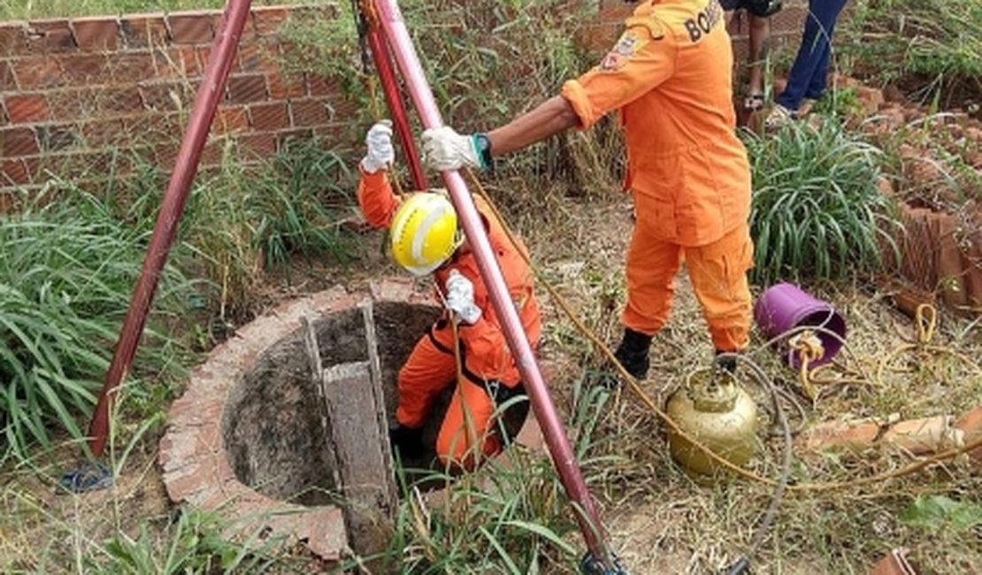 Três gatinhos caem em poço e são resgatados pelos bombeiros, em Arapiraca