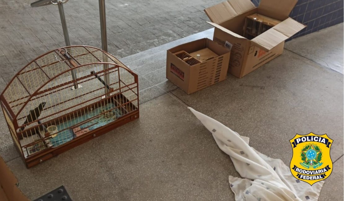 PRF prende homens e apreende mais de 30 aves silvestres em Canapi e Rio Largo