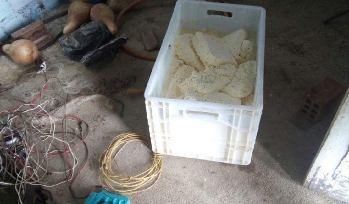 Fiscalização apreende 1,2 tonelada de queijo produzido em Major