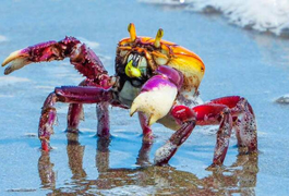 Caranguejo-uçá: IMA/AL alerta sobre o período de defeso em Alagoas