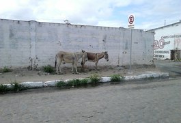 Soltos e sem dono, jumentos representam perigo a motoristas de Arapiraca