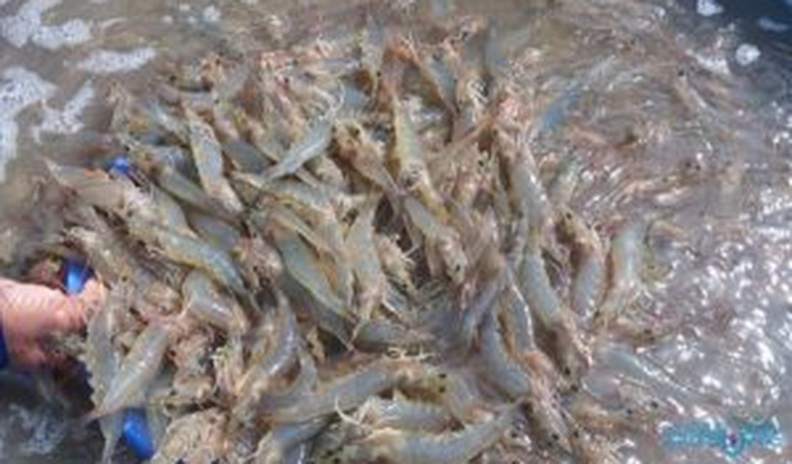 Durante operação, criador de camarão é autuado por furtar energia em Limoeiro de Anadia