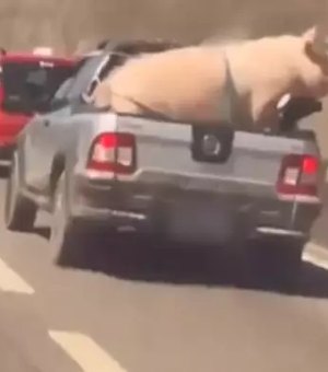 Motorista transporta porco amarrado em caçamba de carro