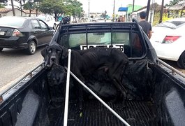Bombeiros resgatam cão trancado há meses em residência