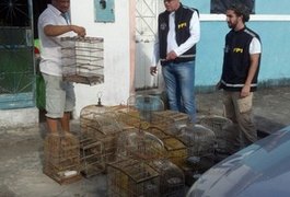 Alagoas é o 4º estado no país com mais apreensão de animais silvestres