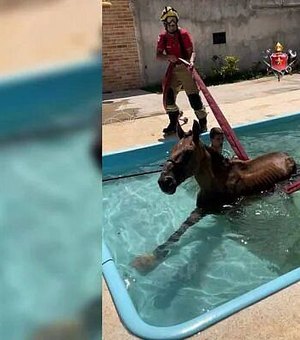 Cavalo invade casa, cai dentro de piscina e é resgatado no DF