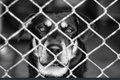 Polícia Civil prende veterinário por maus-tratos a animais em clínica de Maceió