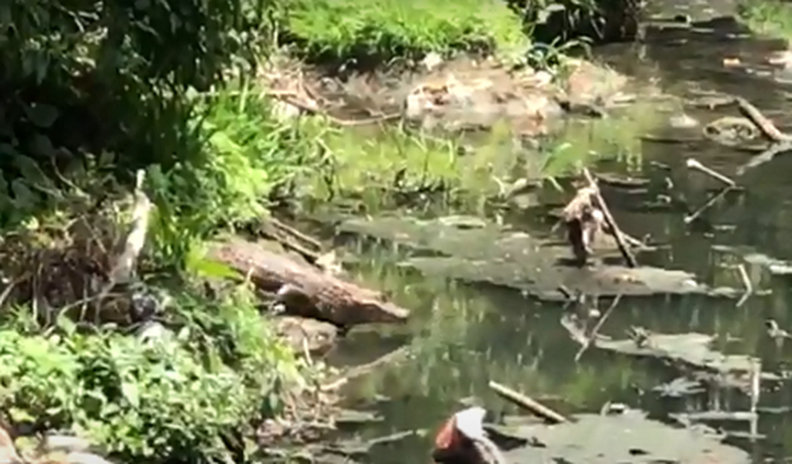 VÍDEO. Populares voltam a registrar a presença de jacarés em riacho, na Ladeira do Claudionor