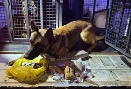 Operação do Canil do 3° Batalhão no Conjunto Valentim apreende mais de 2kg de drogas