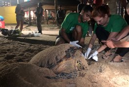 Tartaruga marinha faz desova em praia que nasceu há 30 anos, em Maceió