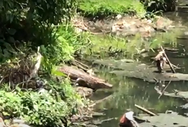 VÍDEO. Populares voltam a registrar a presença de jacarés em riacho, na Ladeira do Claudionor