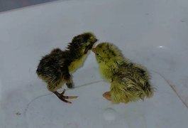 VÍDEO: Forte calor faz codornas nascerem em prateleira de supermercado no Piauí