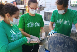 Tartaruga-oliva sem uma das nadadeiras encalha e é resgatada no Litoral Sul de Alagoas