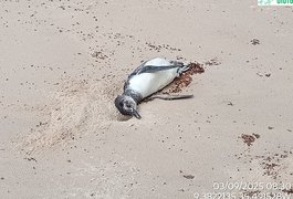Mais um pinguim é encontrado morto no litoral alagoano