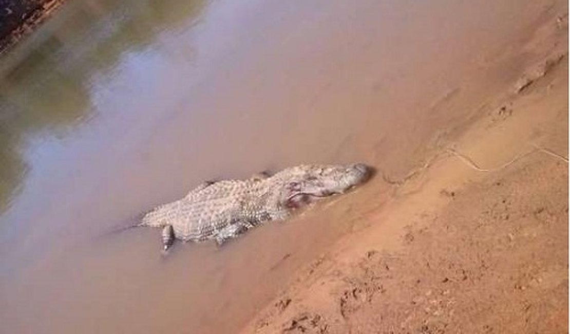 Jacaré pode ter engolido pescador desaparecido na sexta