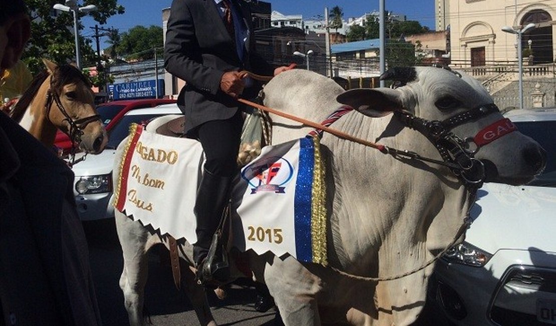 Deputado Tarcizo Freire chega para posse montado em boi