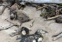 Mais um pinguim é encontrado morto no litoral de Alagoas
