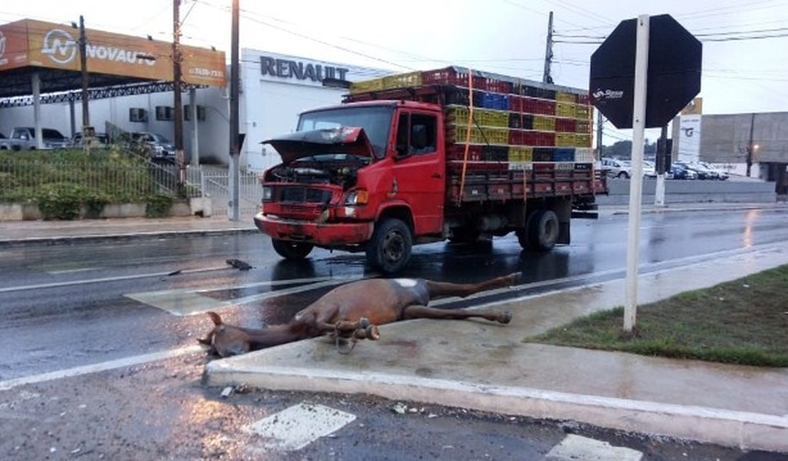 Cavalo morre em colisão com caminhão que transporta galinha, em Arapiraca